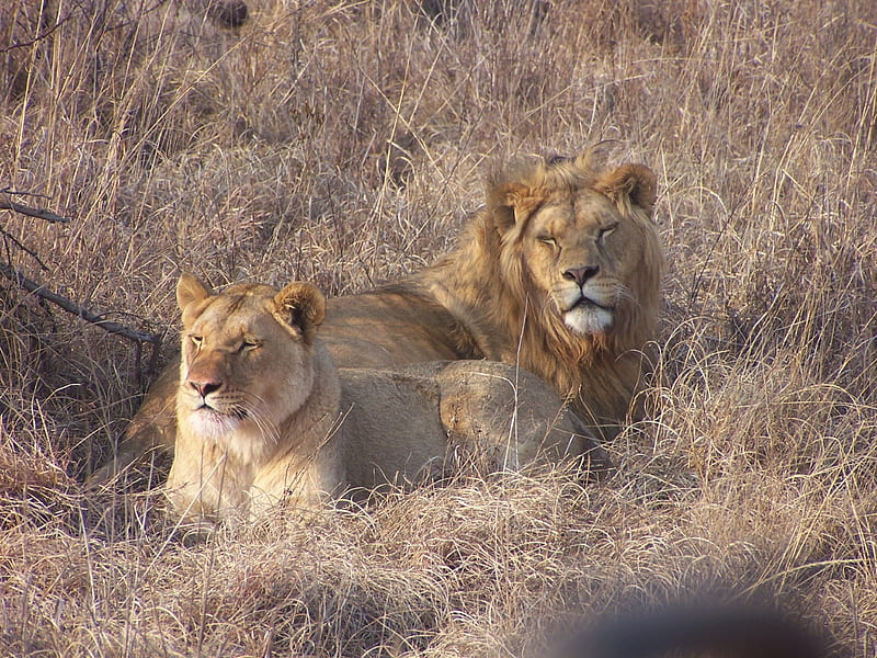 Lion Couple, Game reserve, south Africa, Magalisberg, lions, HD wallpaper