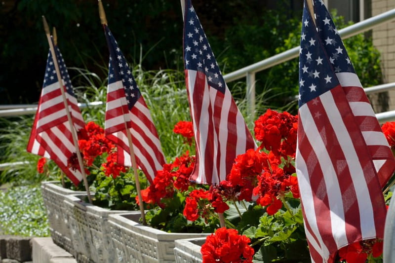Floral Patriotism, red roses, stars and stripes, american flag, flag and flowers, HD wallpaper