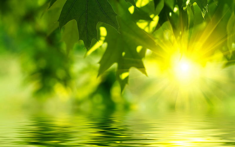 Green Leaves and Water Sunrise, leaves, water, green, nature, sunshine, HD wallpaper