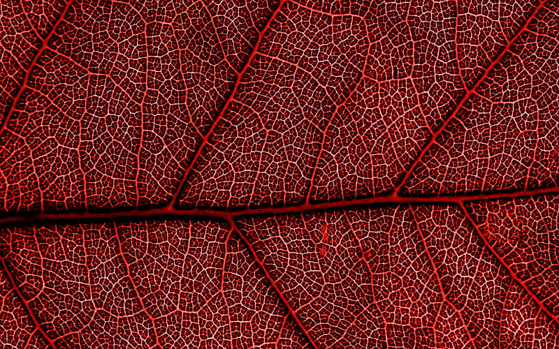 red leaf macro, autumn leaves, leaves texture, red leaves texture, close-up, leaf pattern, leaves, leaf textures, red leaves, HD wallpaper