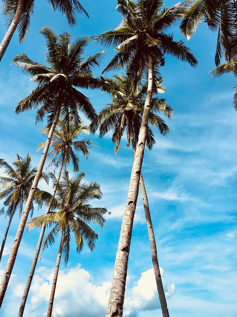 palm trees, sky, tropics, trees, HD phone wallpaper