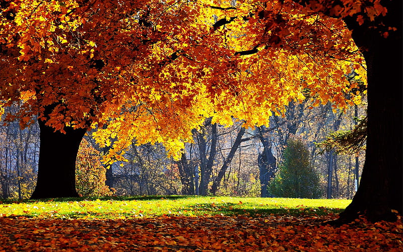 Autumn maple forest- Autumn Landscape, HD wallpaper