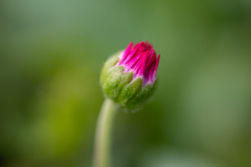 pink and green flower bud in close up graphy, HD wallpaper