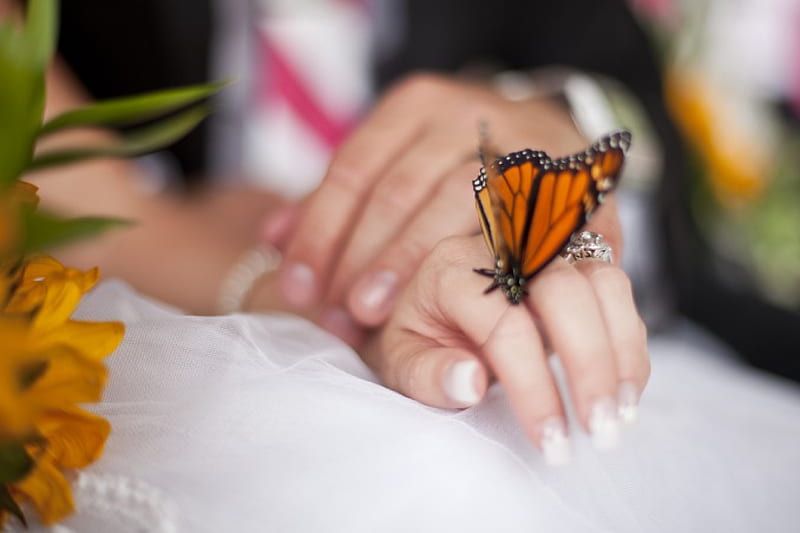 ~~ Tender touches of Love ~~, WEDDING DAY, ANIMALS, MOMENTS, ORANGE, MONARCH, FOREVER, BUTTERFLY, WONDERFUL, BLACK, LOVE, HD wallpaper