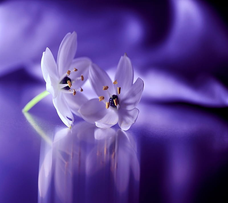 white lilac, background, calm, cool, flowers, nice, peace, spring, white, HD wallpaper