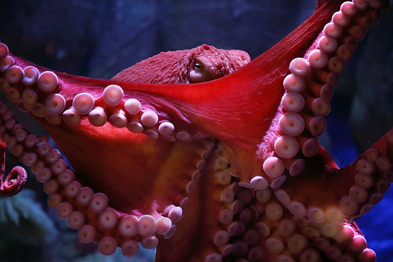 Octopus, red, animal, pink, nature, caracatita, water, HD wallpaper