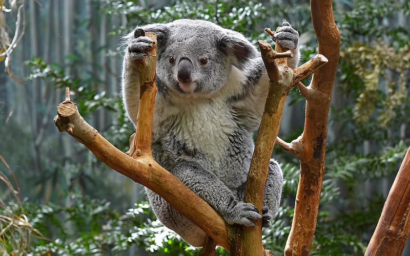 koala, zoo, branch, cute animals, HD wallpaper