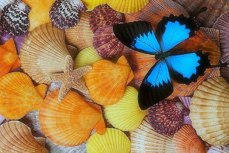 Butterfly on Shells, lovely still life, colors, love four seasons, starfish, butterfly, summer, shells, butterfly designs, animals, HD wallpaper