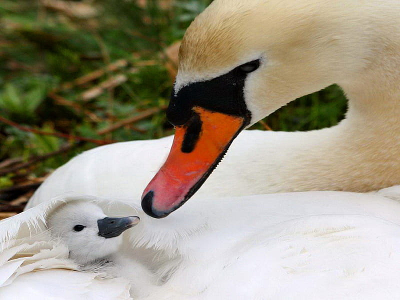 Loved, warm, young, love, safe, white feathers, mother, swans, HD wallpaper