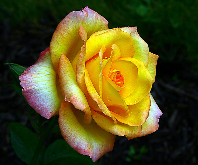 Yellow Rose, flower, garden, pink, pretty, summer, white, HD wallpaper