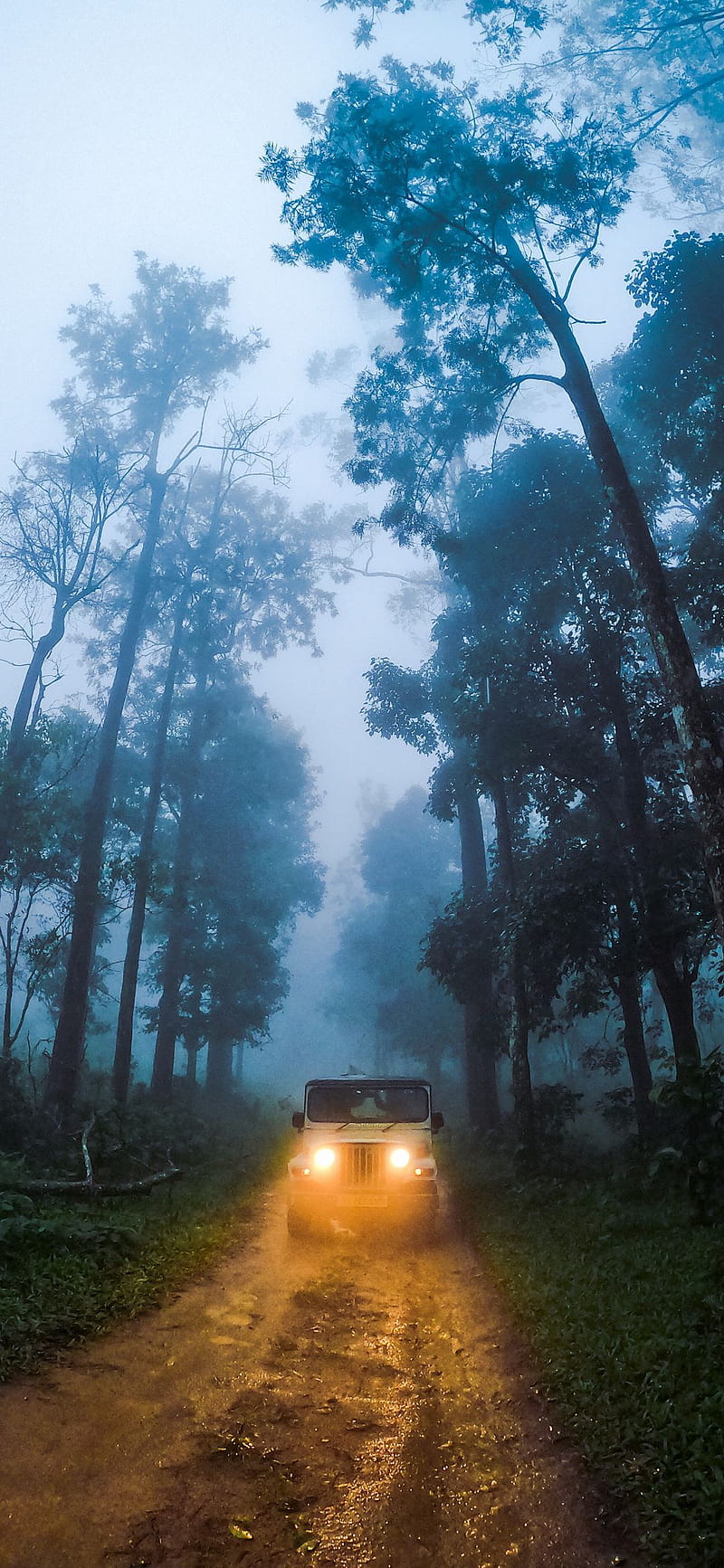 thar, forest, oneplus6t, , oneplus, village, forests, HD phone wallpaper