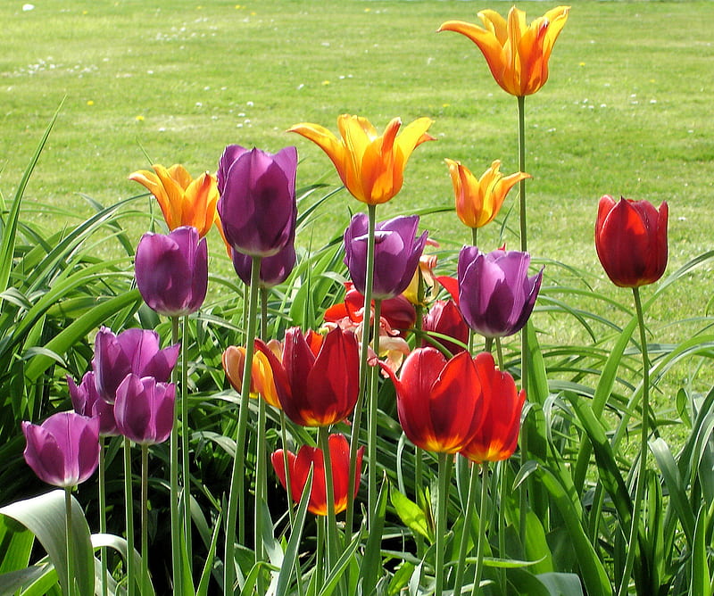 Tulips in the Field, leaves, grass, flowers, tulips, field, meadow, HD wallpaper