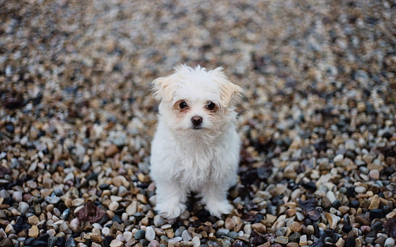 Maltese dog, white small dog, puppy, cute animals, pebble, coast, beach, stones, Bichon, HD wallpaper