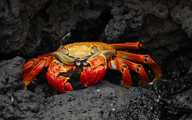 Crab, red, claw, stone, rock, orange, black, animal, HD wallpaper