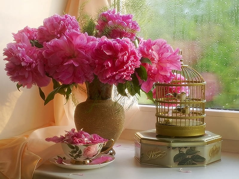Still Life, with love, pretty, raindrops, vase, box, drops, curtain, peonies, peony, flowers, beauty, bowl, pink flowers, lovely, romance, bird cage, birds, cage, droplets, cup, rain, bonito, canister, graphy, raining, for you, pink, window, romantic, colors, dew, rainy, peaceful, petals, nature, HD wallpaper