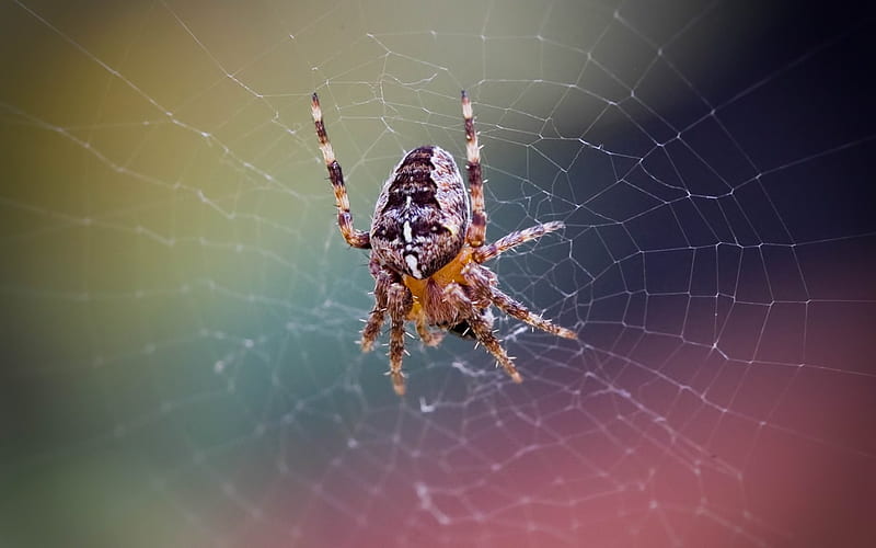 Spider web, orange, halloween, ginger, insect, yellow, nature, HD wallpaper