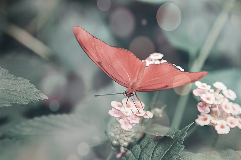 pink butterfly perched on pink flower, HD wallpaper