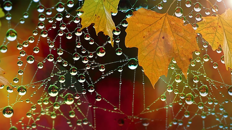 Autumn , fall, autumn, raindrops, drops, abstract, spider web, leaf, dewdrops, leaves, graphy, web, macro, nature, rain, HD wallpaper
