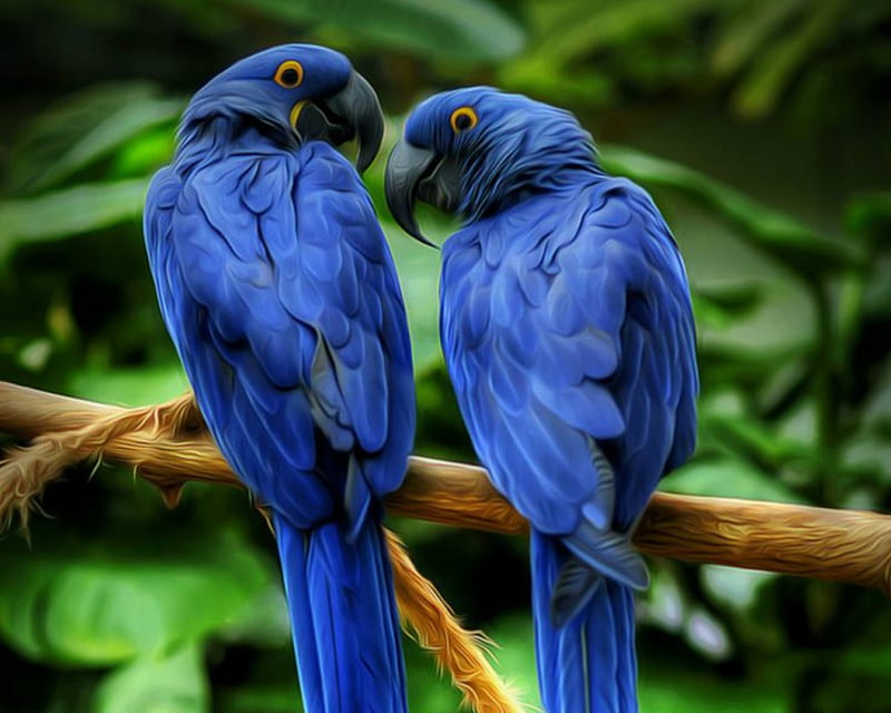 Hyacinth Macaws, Macaws, bird, blue, animals, HD wallpaper | Peakpx