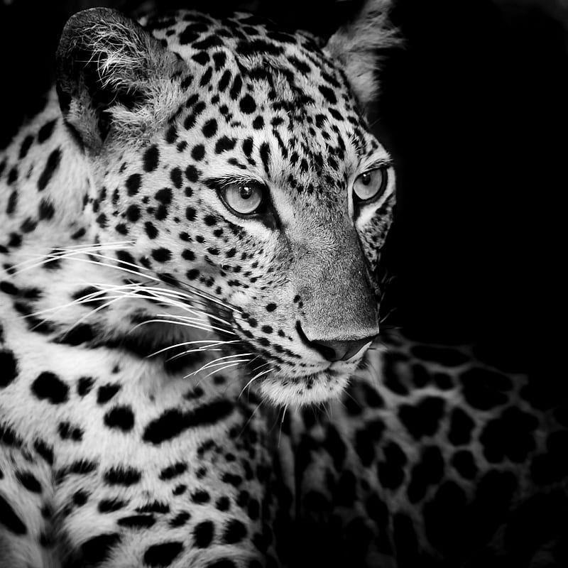 Leopard, animal, black white, wild look, HD phone wallpaper