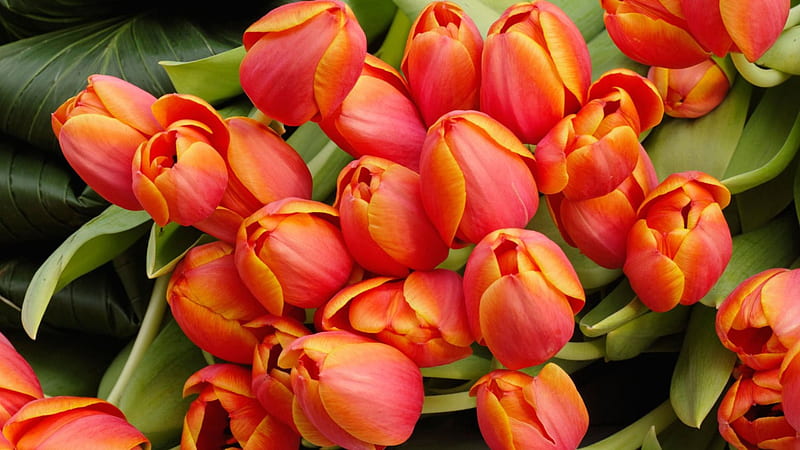 Tulip arrangement, brunch, flowers, orange, tulip, HD wallpaper