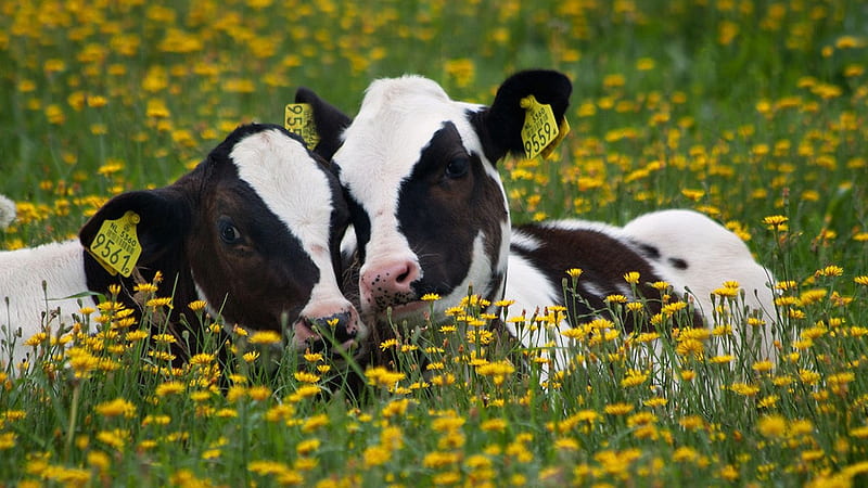 Cute Calfs, flowers, nature, spring, cows, meadow, HD wallpaper
