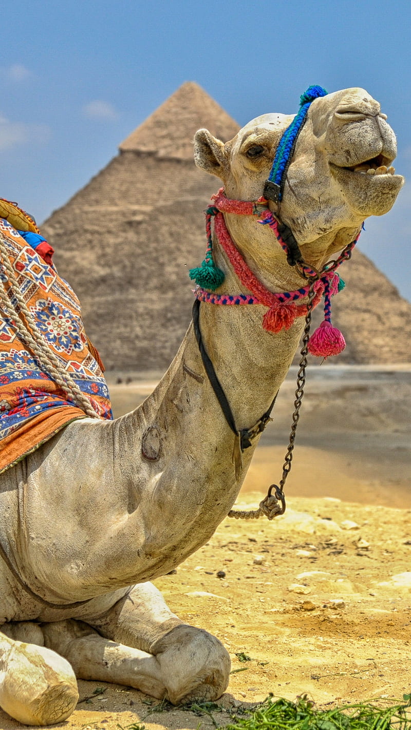 In Egypt, animal, camel, desert pyramid, triangle, HD phone wallpaper