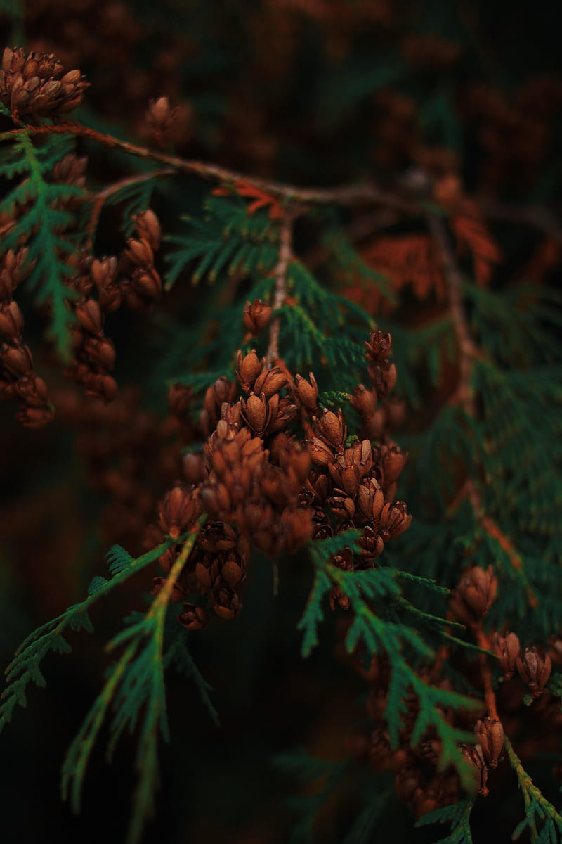 forest, leaves, conifer, HD phone wallpaper