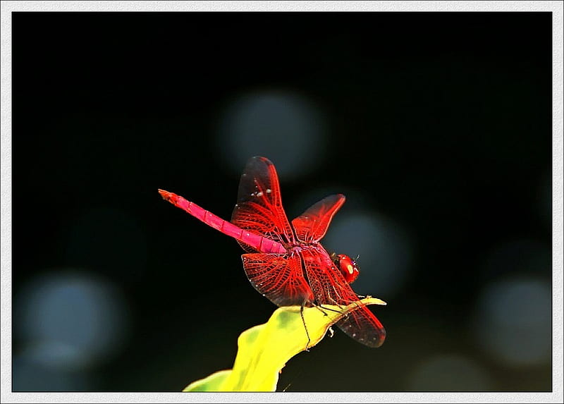 Red Dragonfly, dragonfly, red, bonito, HD wallpaper