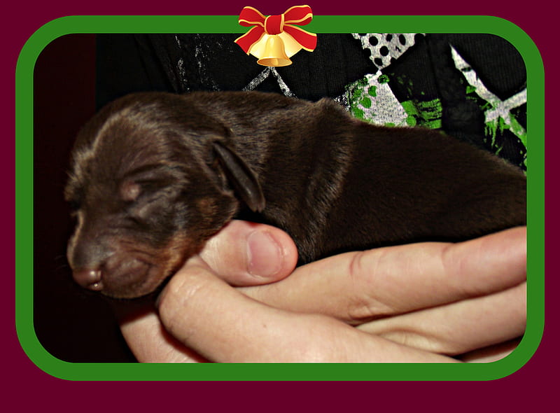 Max one of my new born mini dachshunds, minature dachshund, max, new pup, puppy, HD wallpaper