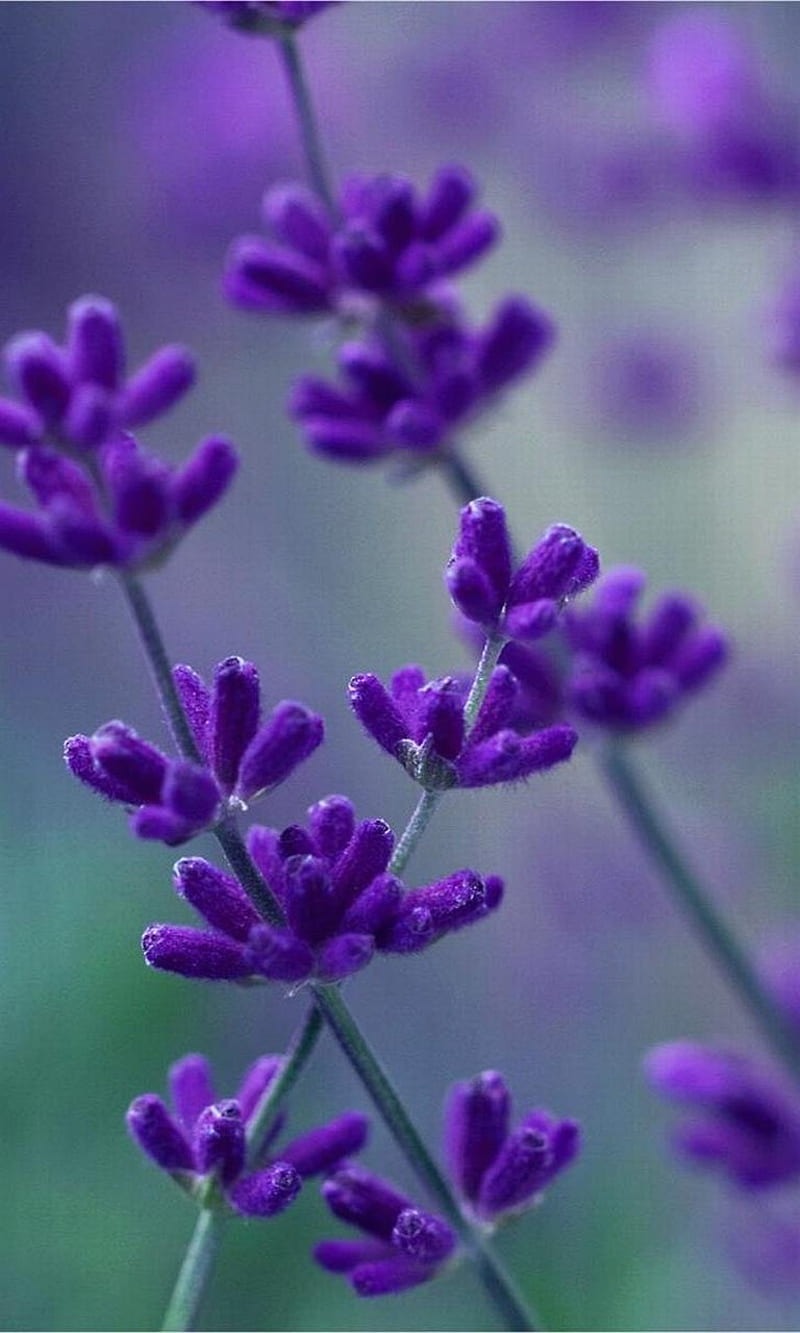 Lavanda, lavender, spring, HD phone wallpaper