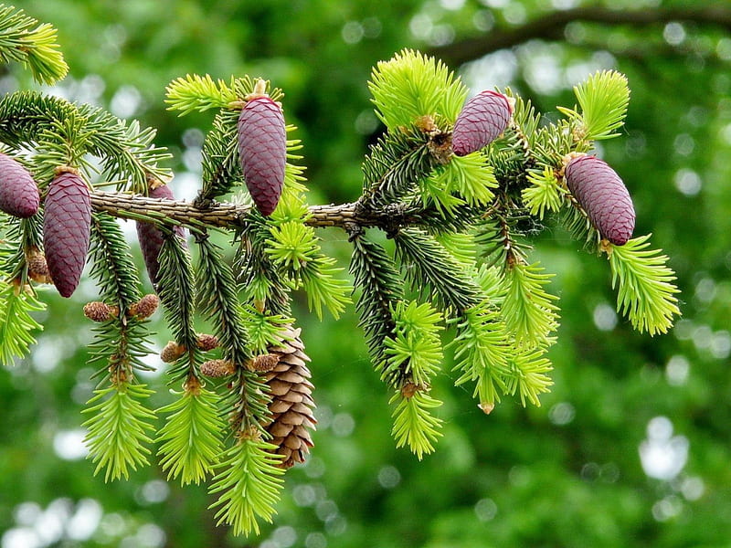 Sprouting New Pine needles And Cones, limb, forest, evergreen, cones, sprouting, needles, green, pine, bunch, nature, HD wallpaper