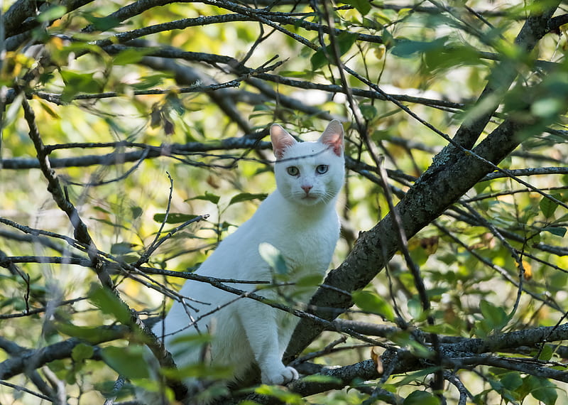cat, white, tree, branches, HD wallpaper