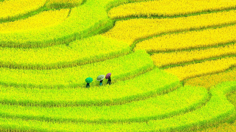 Asian fields with women, Yellow, Green, Women, Umbrella, Fields, Sculpted, HD wallpaper