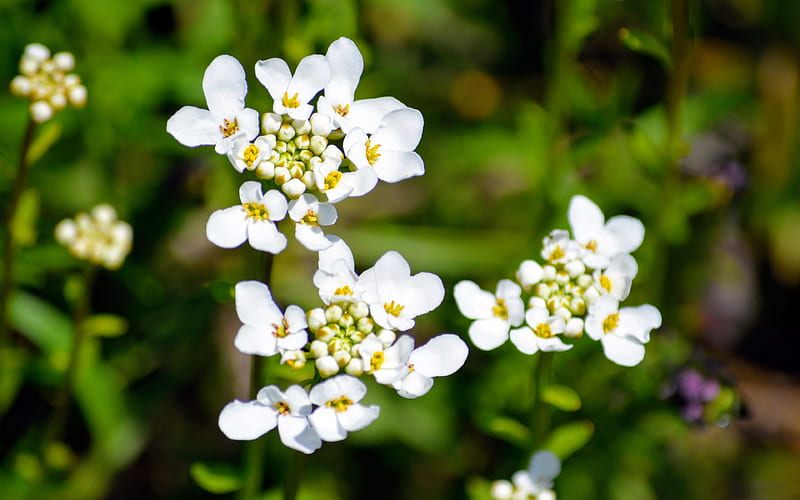 White Bloom Cluster 2021 Spring Flower, HD wallpaper