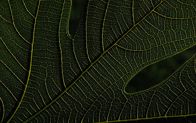 green leaves texture, macro, plant textures, leaves, green backgrounds, leaves texture, green leaves, green leaf, leaf pattern, leaf textures, HD wallpaper