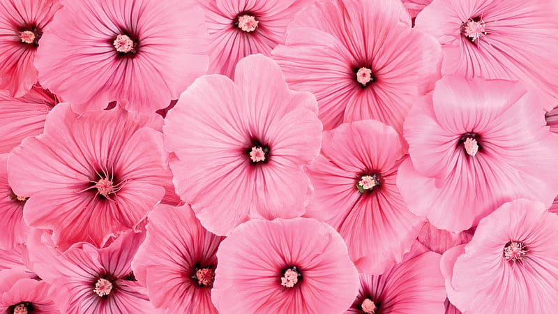 Closeup View Of Pink Hibiscus Flowers In Pink Background Pink Background, HD wallpaper