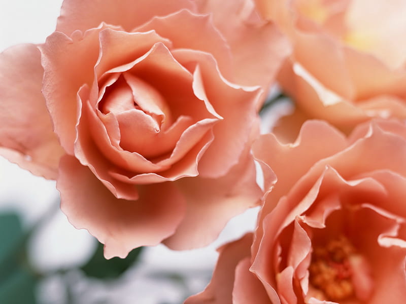 Roses, summer, flowers, coral, nature, peach, bushes, HD wallpaper