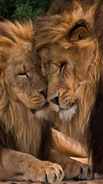 lion and lioness relationship