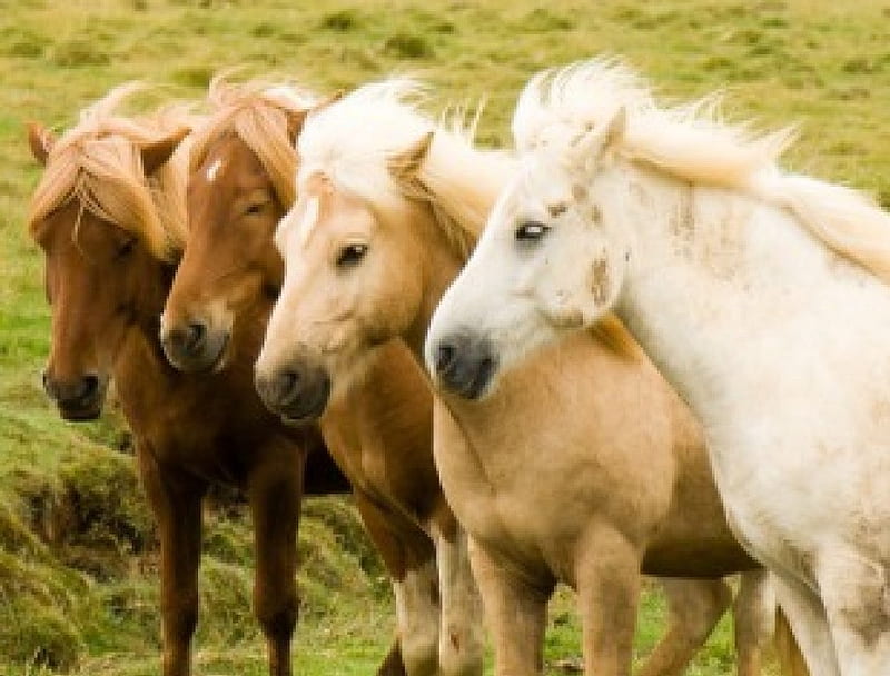 Icelandic horses, grass, domestic, horse, horses, field, HD wallpaper
