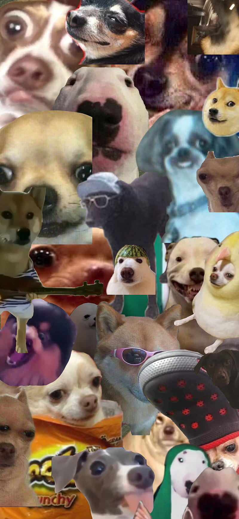 Dog meme, dog, meme, HD phone wallpaper