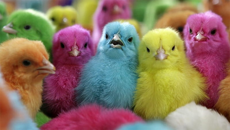 Baby Chicks, Baby, Colors, Chicks, Pastel, HD wallpaper