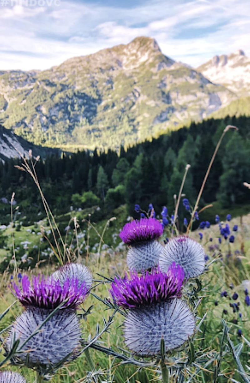 thistle, mountains, flower, HD phone wallpaper