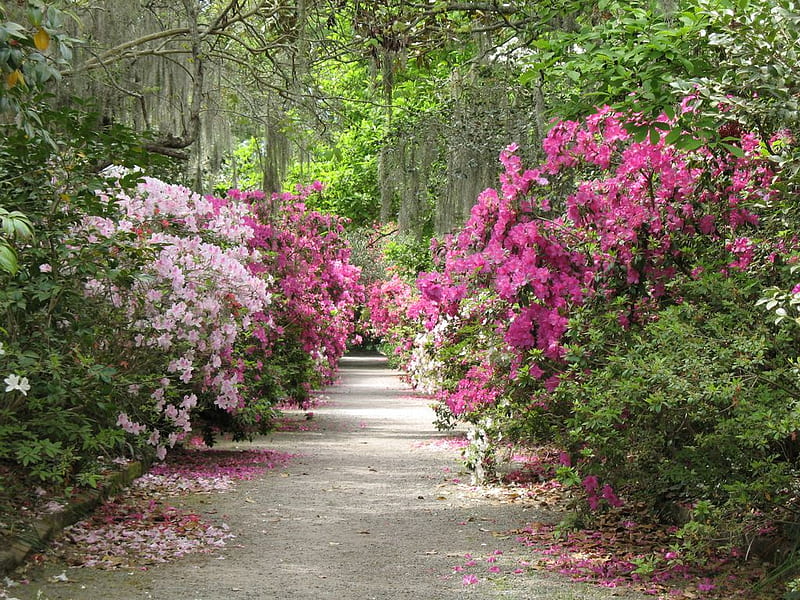 Flower pathway, pathway, rhododendron, flowers, garden, nature, HD ...