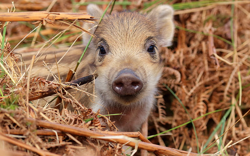 small wild boar, forest, wildlife, wild animals, wild boars, pigs, funny animals, HD wallpaper