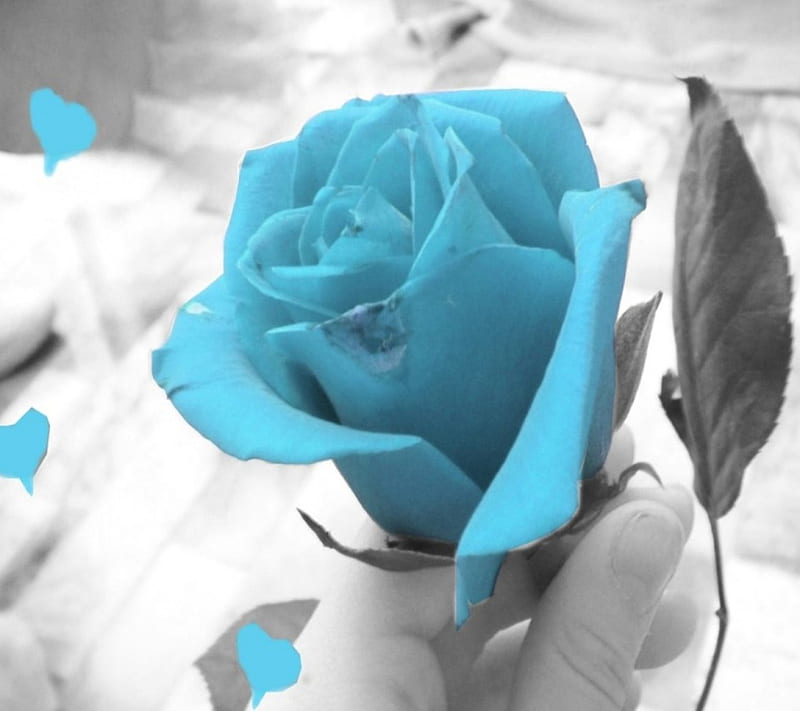 Blue rose HD wallpapers  Pxfuel