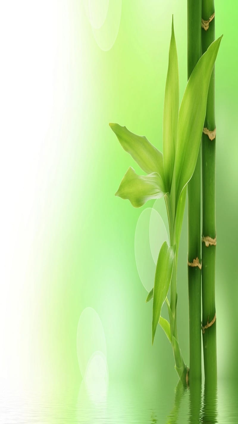 Green Bamboo – Print A Wallpaper