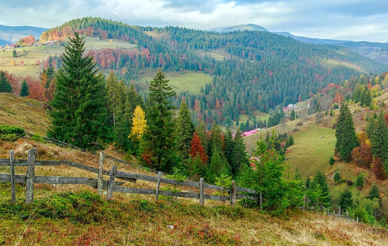 Romania Forest, ROMANIA, din, padure, vis, HD wallpaper