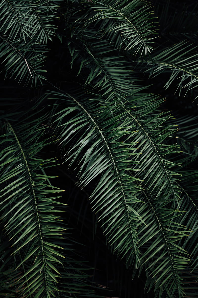 Palm, branches, leaves, green, dark, HD phone wallpaper | Peakpx