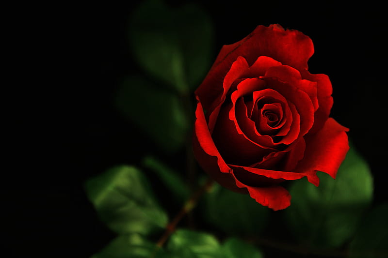 Beautiful Red Rose, red, green, rose, flower, bonito, HD wallpaper